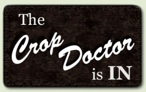 dr-is-in-crop2